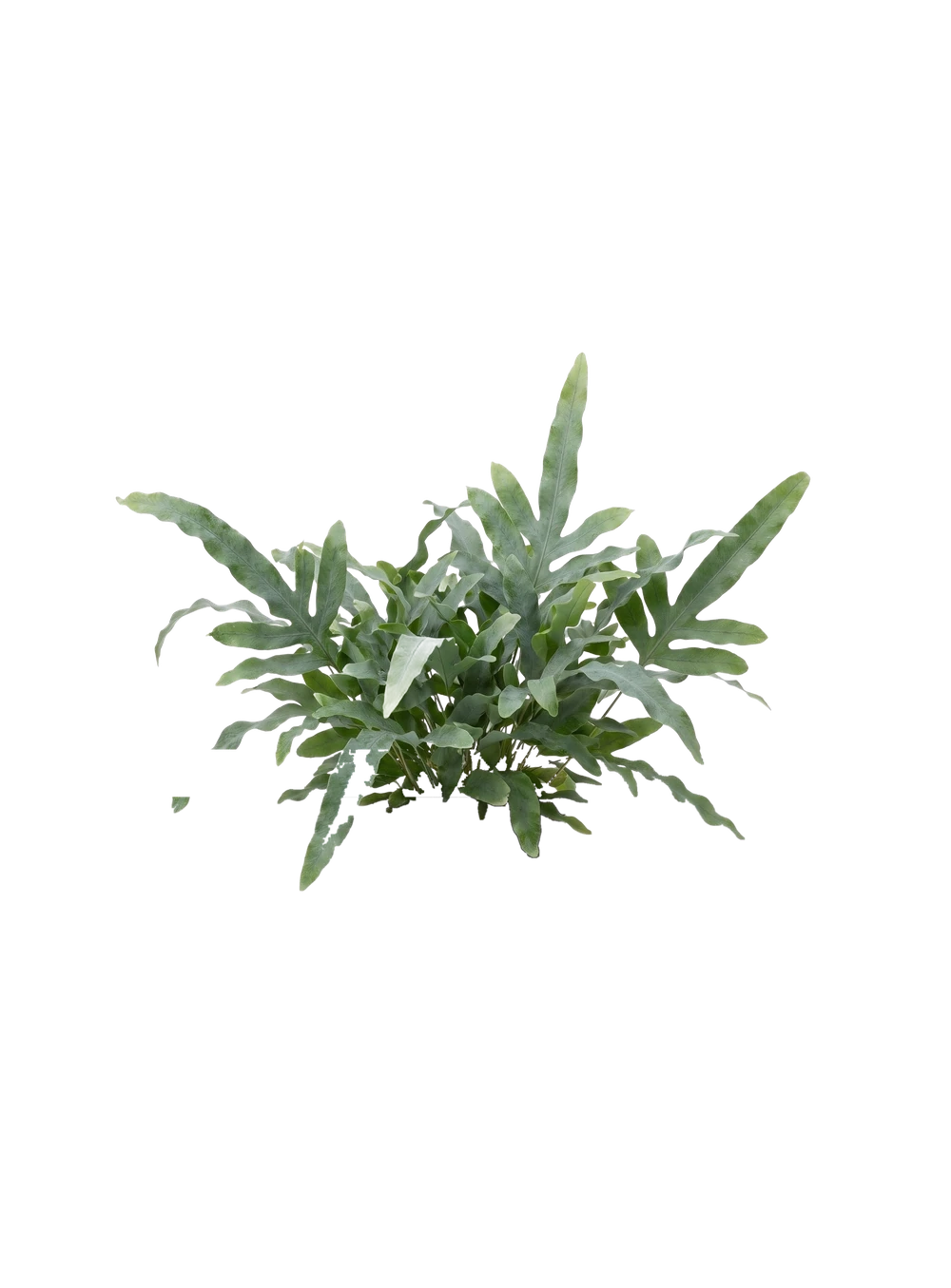 Goldtüpfelfarn - Phlebodium Aureum Blue Star