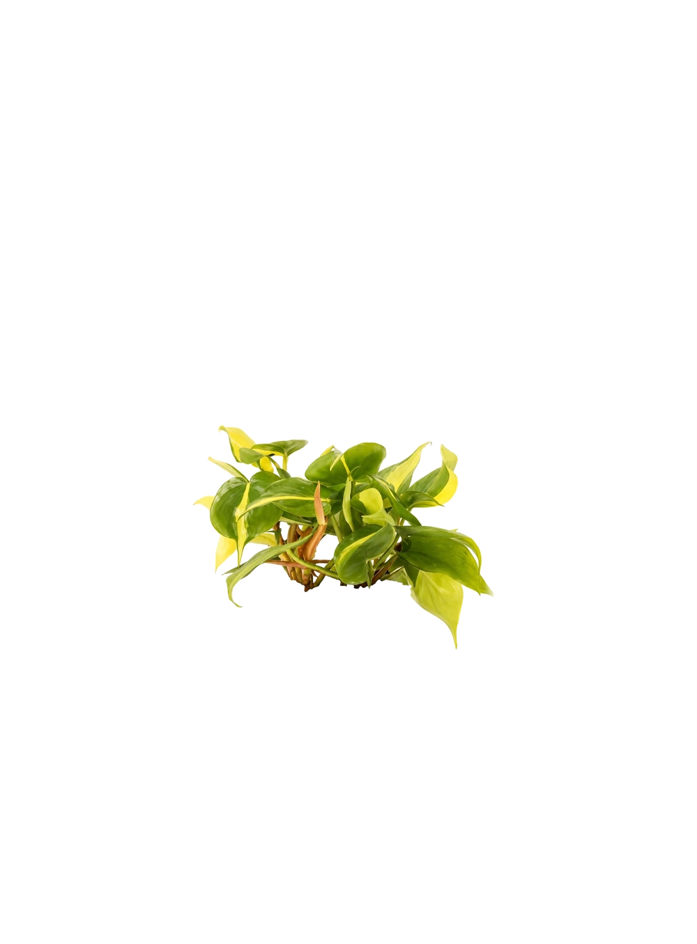 Philodendron Brasil - Herzblatt-Philodendron