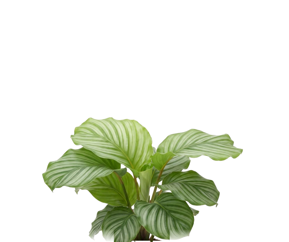 Calathea Orbifolia - Korbmarante