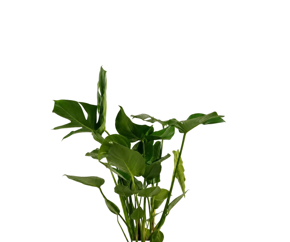 Monstera Deliciosa – Fensterblatt