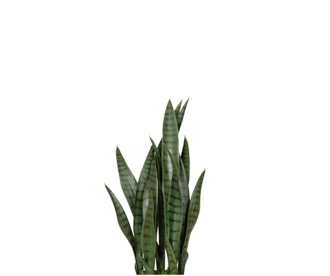 Sansevieria Künstlich H: 70cm