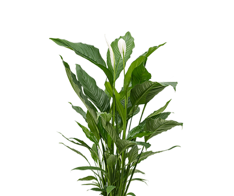 Spathiphyllum Sweet Sebastiano Ø:24 H:100 cm