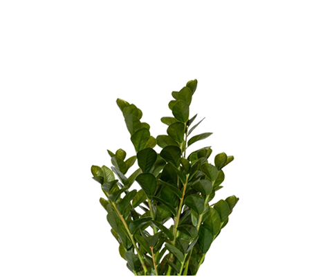 Zamioculcas Künstlich H: 90cm