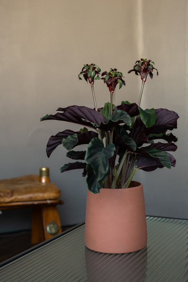 Blumentopf Sofia Braun aus glasierter Keramik