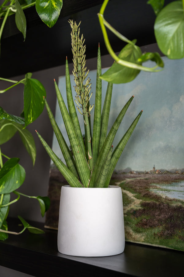 Blumentopf Sofia Natur Weiß aus glasierter Keramik