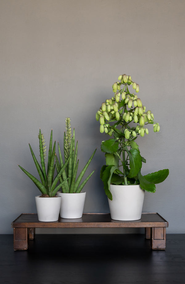 Blumentopf Inez Beige aus glasierter Keramik