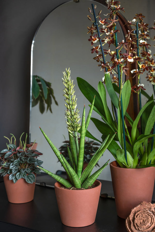 Blumentopf Inez Braun aus glasierter Keramik