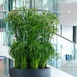 City Bowl Fiberstone Schwarz