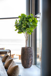 Ficus Lyrata Geigenfeige Künstlich H: 180cm