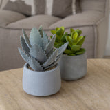 Echeveria künstlich im Zementtopf (Pflanze inkl. Topf)