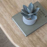 Echeveria künstlich im Zementtopf (Pflanze inkl. Topf)
