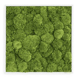 Moosbild Ballenmoos 55x55 cm