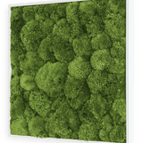 Moosbild Ballenmoos 55x55 cm