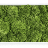 Moosbild Ballenmoos 57x27 cm