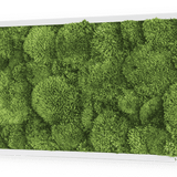 Moosbild Ballenmoos 57x27 cm