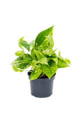 Scindapsus Marble Queen Ø:12 H:20 cm
