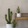 Kaktus Cereus Künstlich H: 55cm