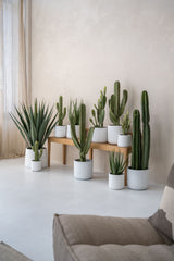 Kaktus Cereus Künstlich H: 55cm