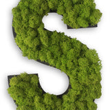 Islandmoos Piktogramm Buchstabe