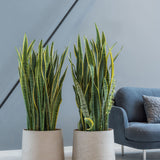 Patt Grey Washed