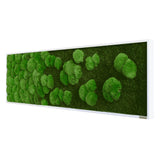 Moosbild Verlauf Wald- und Ballenmoos 140x40 cm
