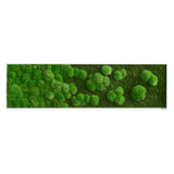 Moosbild Verlauf Wald- und Ballenmoos 140x40 cm