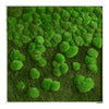 Moosbild Verlauf Wald- und Ballenmoos 80x80 cm