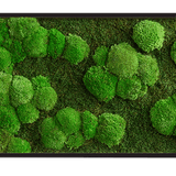 Moosbild Verlauf Wald- und Ballenmoos 140x40 cm