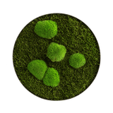 Moosbild ELLIPSOID Wald- und Ballenmoos