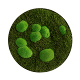 Moosbild ELLIPSOID Wald- und Ballenmoos