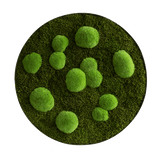 Moosbild ELLIPSOID Wald- und Ballenmoos